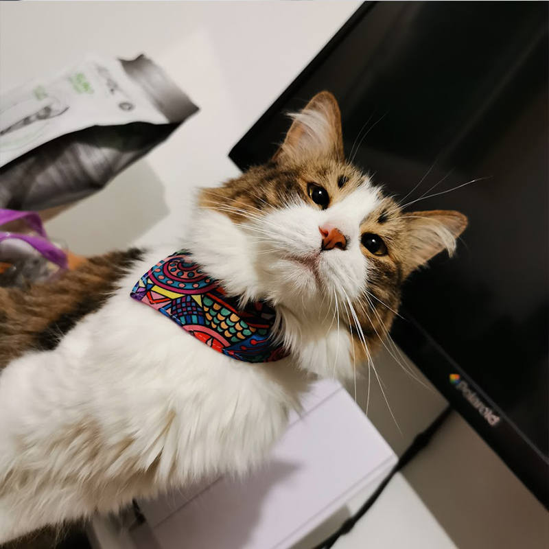 Foto de Chiquito